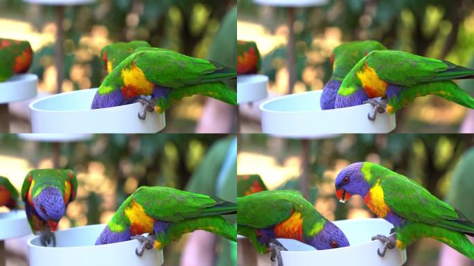 野生彩虹吸蜜鹦鹉，毛舌鹦鹉聚集在一碗香甜的花蜜周围，与澳大利亚本土野生鸟类鹦鹉一起体验喂食，手持近距