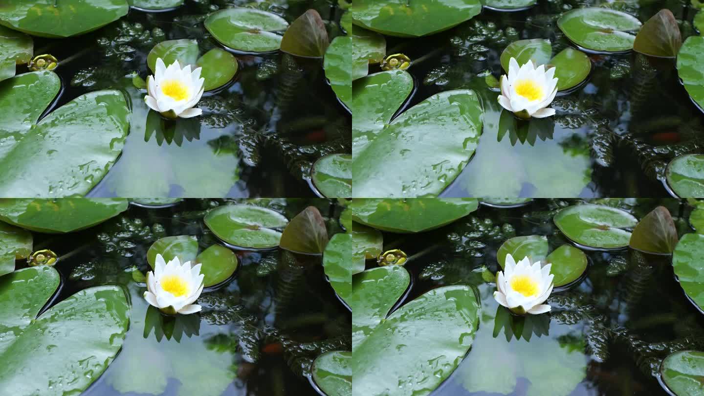 一朵白莲在亚洲的一个池塘里盛开