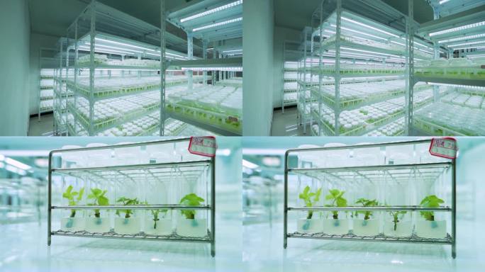 植物组织无菌培养实验室现代农业