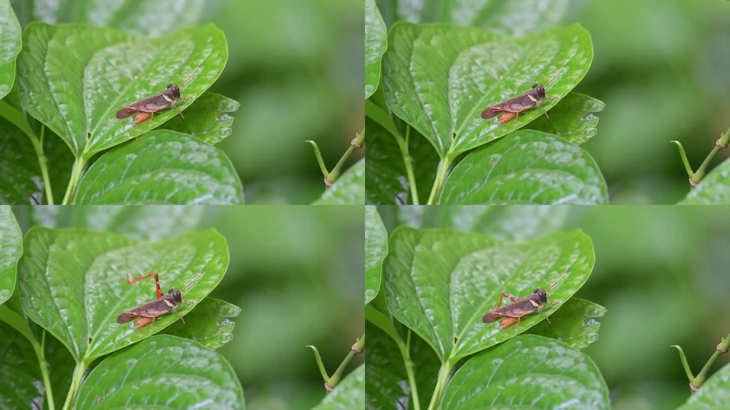 泰国，蚱蜢，一只蚂蚁在树叶上移动时，抬起左后腿伸展
