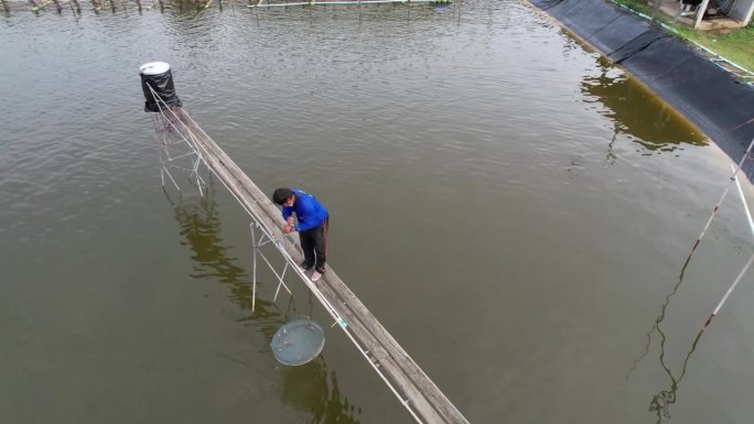 一个渔夫走近一个蓝色的网笼，笼子里的虾正在吃鱼丸