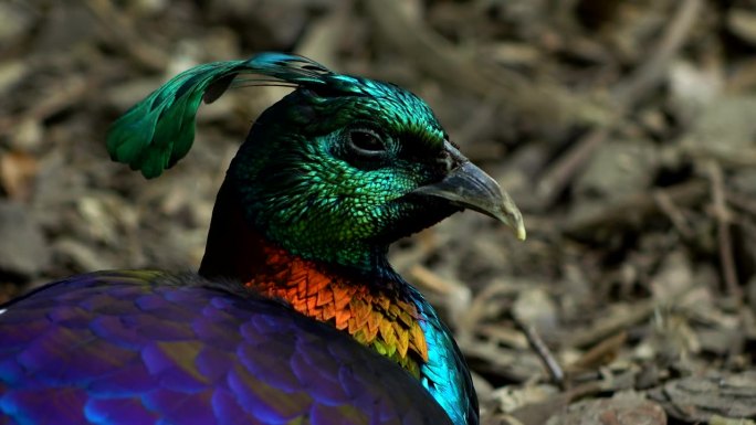 美丽的彩色彩虹鸟坐着看侧面视图4K。喜马拉雅山猫，山猫，山猫。ProRes 422 HQ。