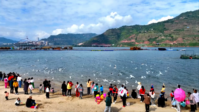 海鸥 红嘴鸥 人鸥同乐 沙滩观赏红嘴鸥