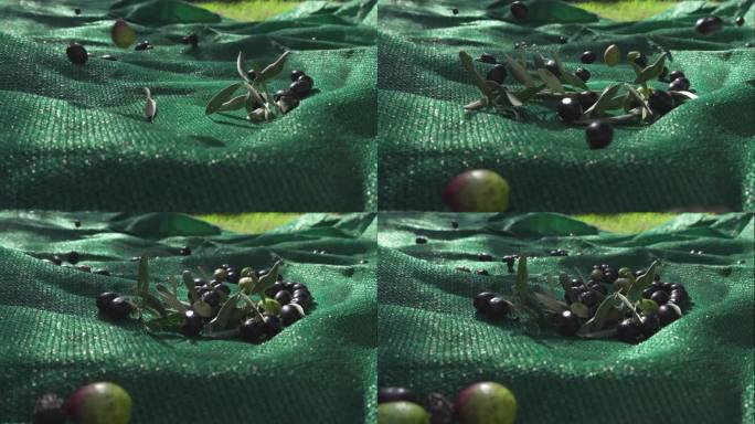 收获的橄榄果实在绿色覆盖。