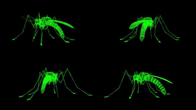 3D蚊子在黑色背景上旋转。昆虫与自然的概念。危险的昆虫。商业广告背景。用于标题，文本，演示。3d动画