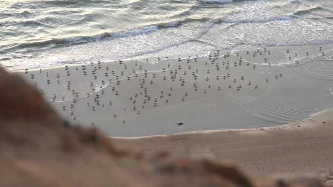 鸟瞰图，海滩上有很多海鸥