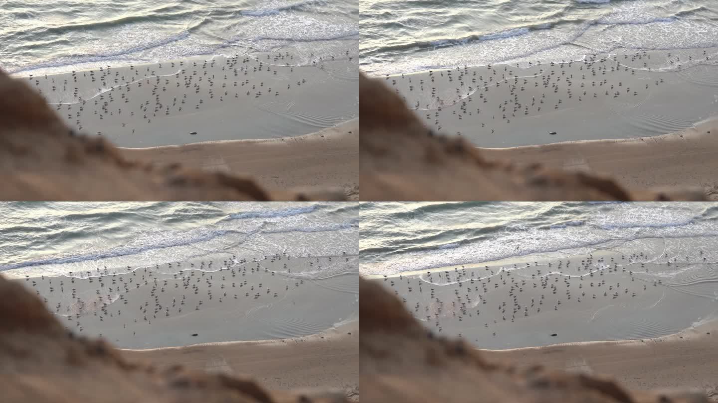 鸟瞰图，海滩上有很多海鸥