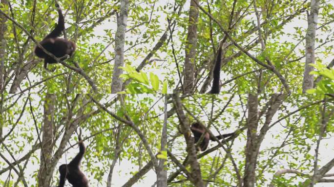从一根树枝荡到另一根树枝，令人兴奋，泰国白掌长臂猿