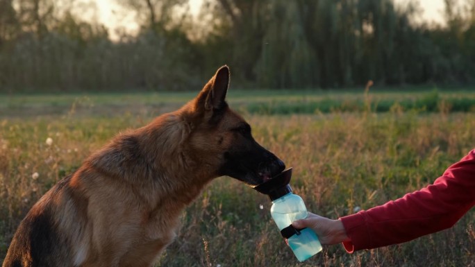 女主人在公园走了很长一段路后，用特制的瓶子给狗喂水。夏日或初秋的田野里，一只德国牧羊犬在夕阳的余晖中