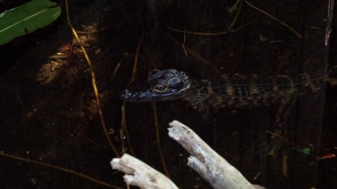 在迈阿密附近的佛罗里达大沼泽地里，一只小鳄鱼坐在阴暗的沼泽地里，它的头被树叶和树枝包围着