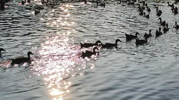 鸭子下水鸭子走路 鸭子鸭群 池塘里的鸭子