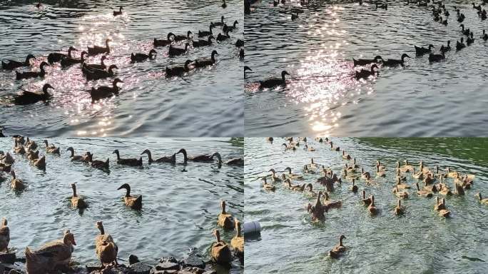 鸭子下水鸭子走路 鸭子鸭群 池塘里的鸭子