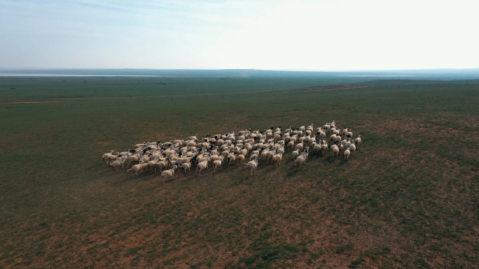 新疆内蒙大草原羊群放牧