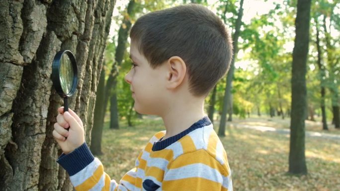 一个小男孩用放大镜观察树皮