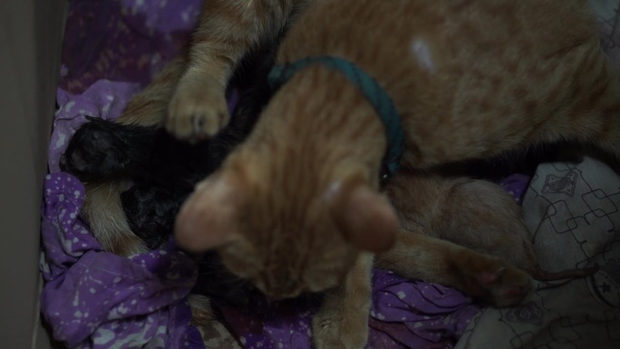 泰国品种的猫分娩泰国品种的猫分娩宠物