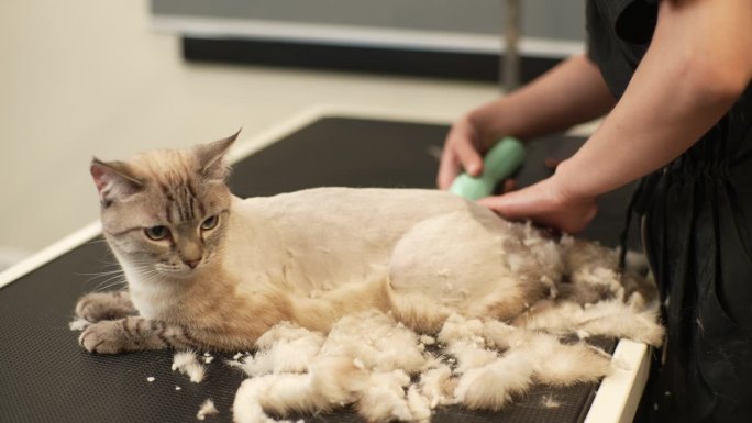 可爱的家猫在宠物美容院接受美容。专业的不可识别的美容师修剪和剃须可爱的宠物