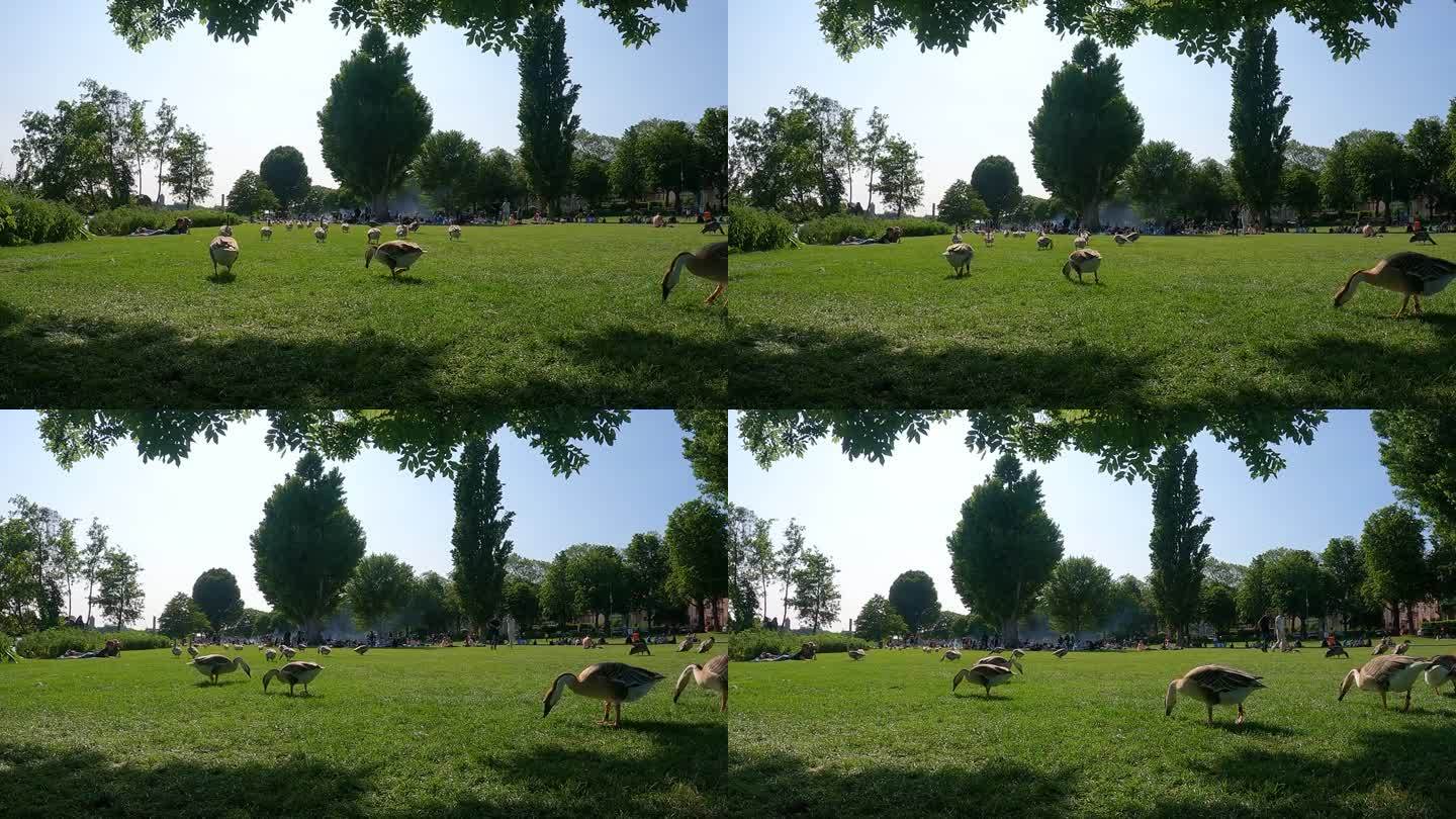 在海德堡城市公园，天鹅摇摇摆摆地在草坪上吃草，背景是人