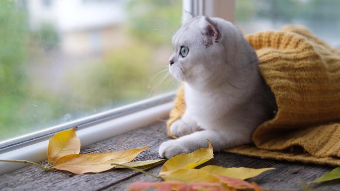 一只苏格兰猫躺在窗边，把自己裹在一件暖和的针织毛衣里。小猫正在往窗外看。秋天的概念。
