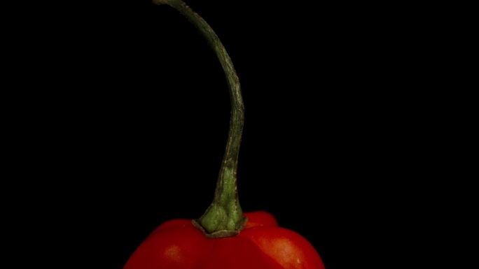 火鸡之星品种的红色迷你辣椒在黑色背景上旋转，模拟向下坠落。宏变焦。孤立的观点。