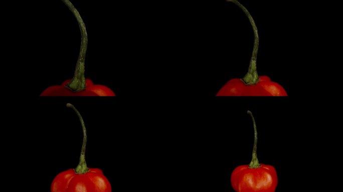 火鸡之星品种的红色迷你辣椒在黑色背景上旋转，模拟向下坠落。宏变焦。孤立的观点。
