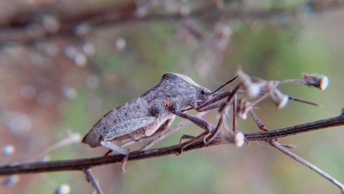 叶足蝽科是半翅目异翅目以吸液昆虫为主的一大科