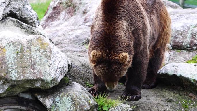 在挪威的自然栖息地寻找食物的大棕熊。挪威野生动物。