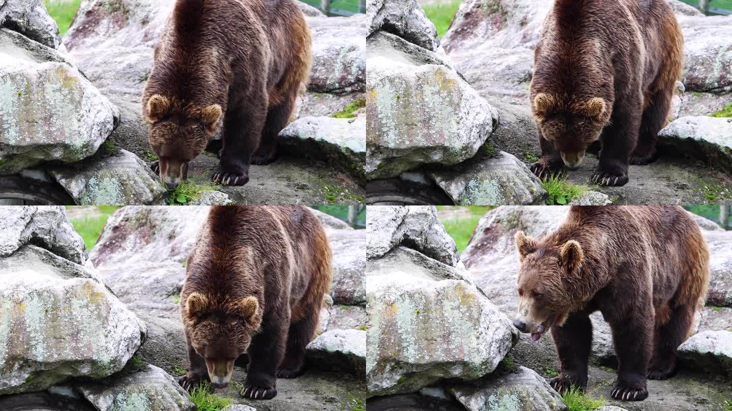 在挪威的自然栖息地寻找食物的大棕熊。挪威野生动物。