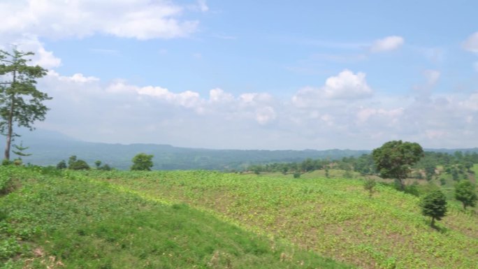 烟草园田生长季节时采用高地梯田法。