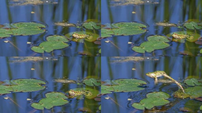 绿青蛙在湿地上捕食昆虫的慢动作