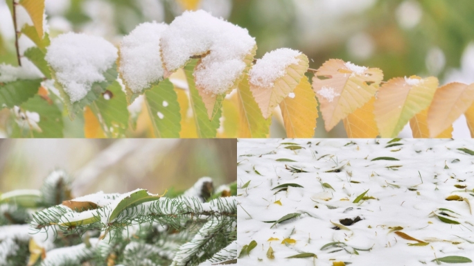 冬季的第一场雪 秋叶未落初雪已至