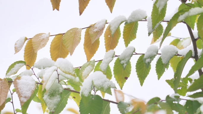 冬季的第一场雪 秋叶未落初雪已至