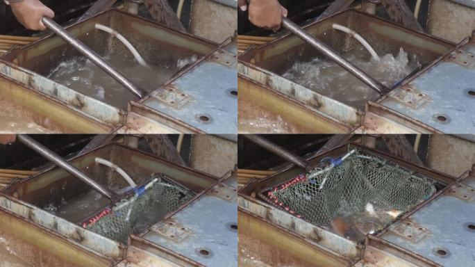 一个卖主用网把鱼从金属盒子里捞出来的特写