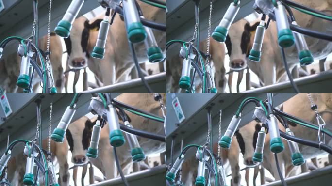 自动挤奶站的奶牛。农场。特写镜头