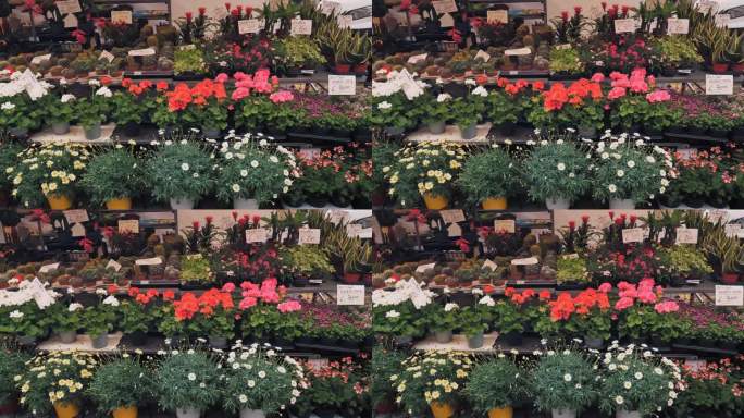 花卉市场。园艺。花店。温室。特写镜头。各种室内花在花盆里。天竺葵、仙人掌等。园艺用品商店里的植物。各