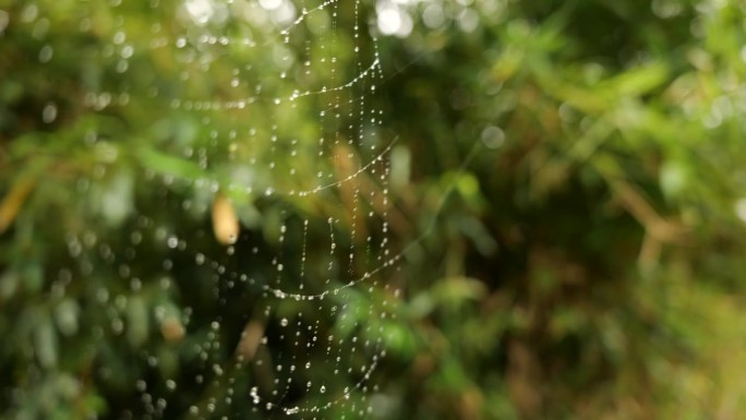 视频显示自然界中的蜘蛛网和雨滴