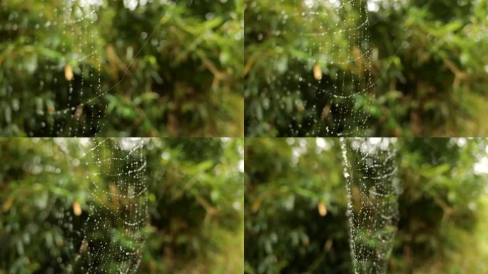 视频显示自然界中的蜘蛛网和雨滴