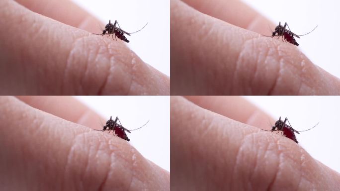 吸血蚊子的4K视频