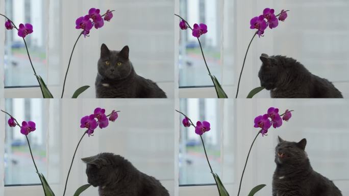 家猫在窗台上嗅着粉红色的兰花