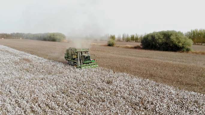 航拍新疆棉花收获季 打包采棉机在田间工作