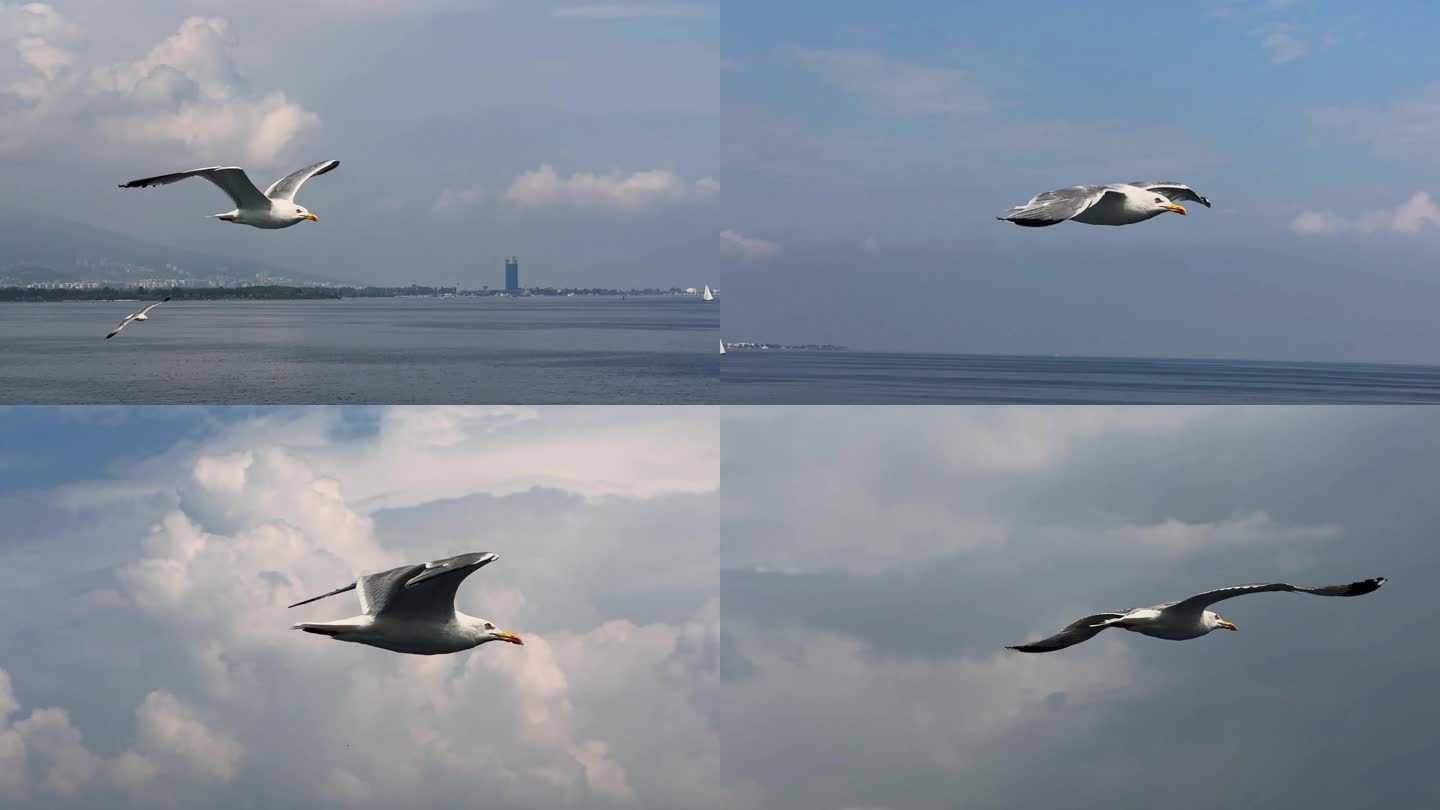 鸟动物海鸥飞翔