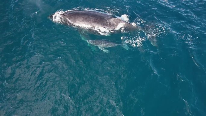 座头鲸母亲与幼鲸一起呼气游泳时喷水的特写镜头。——空中