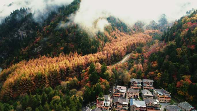 四川黑水秋色彩林航拍美景4k