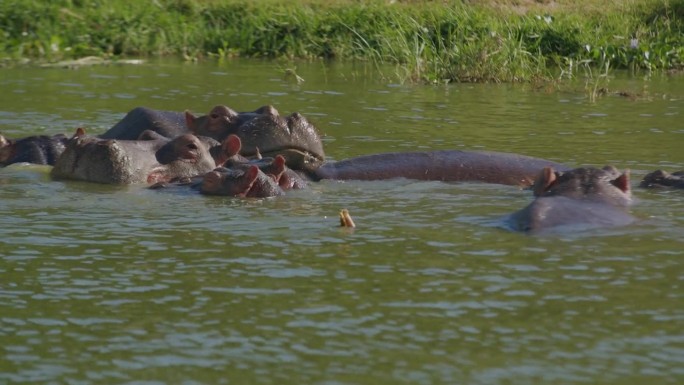 一群河马在河水中沐浴，非洲。手持