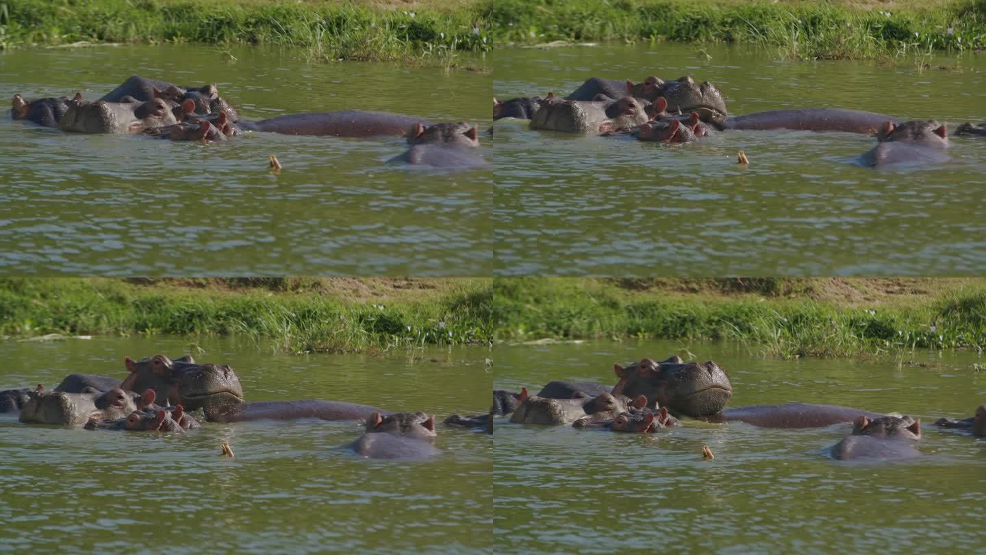 一群河马在河水中沐浴，非洲。手持