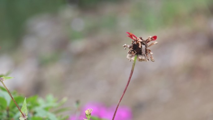 枝头残花