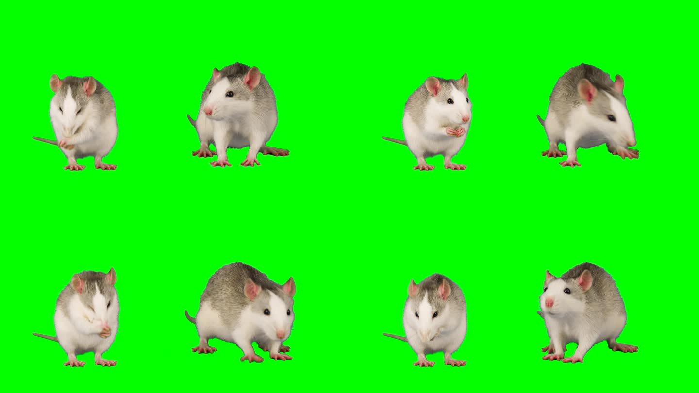 绿色背景屏幕上的大鼠小鼠隔离设置
