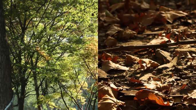 一组唯美意境秋天落叶花卉风景实拍视频素材