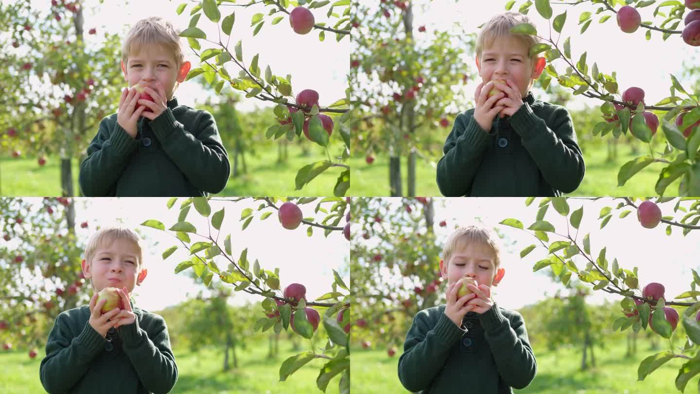 收获前的苹果园里的小孩。初学走路的小男孩在秋收的果园里吃着一个大红苹果。小男孩正捂着眼睛，苹果秋日晴