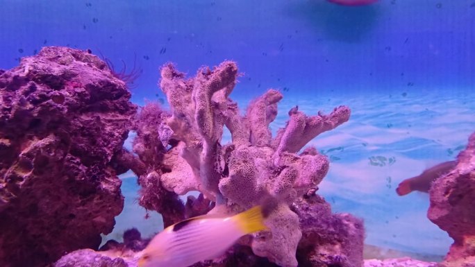 越南芽庄市海洋研究所水族馆里的石质珊瑚礁和海底鱼类。