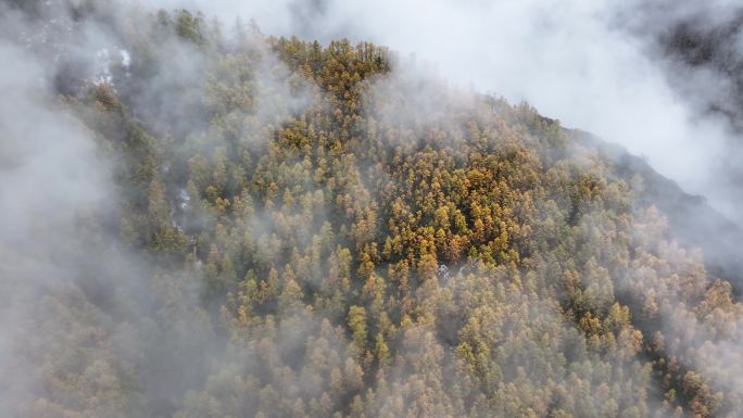 高山秋景云雾